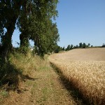 Les champs autour de Montpitol.jpg